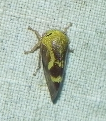 Ophiderma evelyna