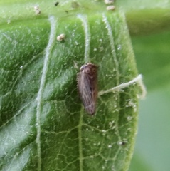 Agallia quadripunctata