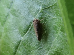 Agallia quadripunctata