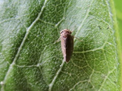 Agallia quadripunctata