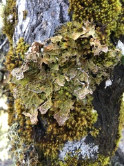 Lobaria anthraspis