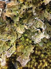 Lobaria anthraspis