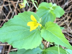 Viola lobata integrifolia