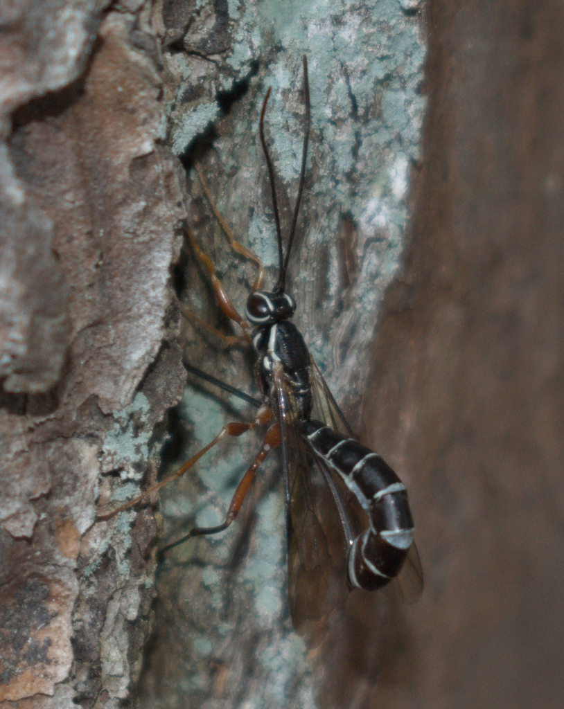 Rhyssa howdenorum