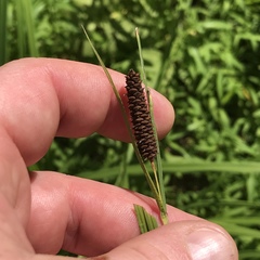 Carex shortiana