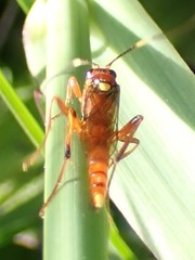 Ectopimorpha wilsoni