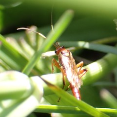 Ectopimorpha wilsoni