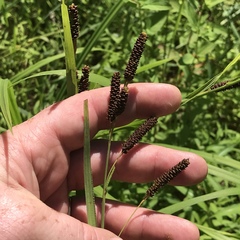 Carex shortiana