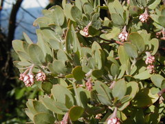 Arctostaphylos columbiana