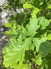 Quercus
