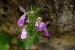 Stachys circinata