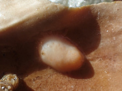 Cucumaria frondosa