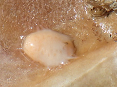 Cucumaria frondosa