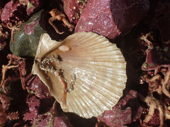 Cucumaria frondosa