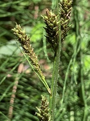 Carex gynodynama