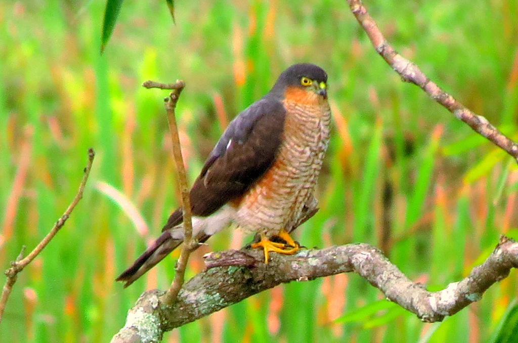 Rufous-thighed Hawk