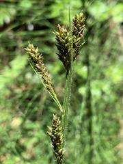 Carex gynodynama