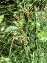 Carex gynodynama