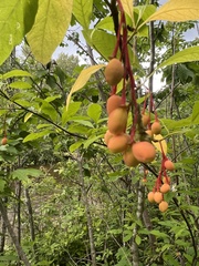 Oemleria cerasiformis