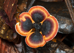 Fungi