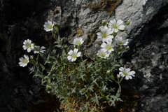 Cerastium gibraltaricum
