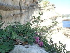 Indigofera pseudotinctoria