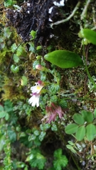 Euphrasia transmorrisonensis