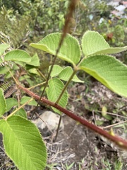Rubus adenotrichos