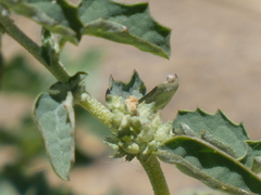 Atriplex suberecta