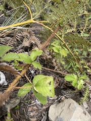 Rubus adenotrichos
