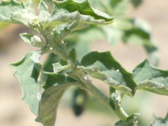 Atriplex suberecta
