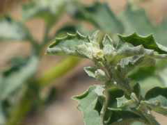 Atriplex suberecta