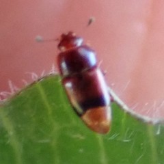 Carpophilus antiquus