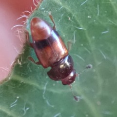 Carpophilus antiquus