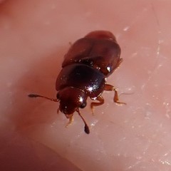 Carpophilus antiquus