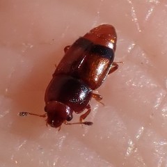Carpophilus antiquus