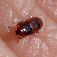 Carpophilus antiquus