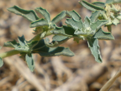 Atriplex suberecta