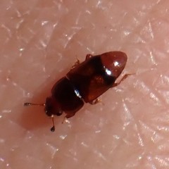 Carpophilus antiquus