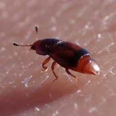 Carpophilus antiquus