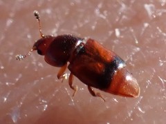 Carpophilus antiquus