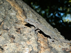 Phyllodactylus bordai