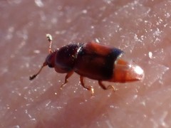 Carpophilus antiquus