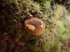 Phylloporus phaeoxanthus simplex