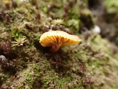 Phylloporus phaeoxanthus simplex
