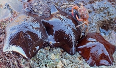 Schizophrys rufescens