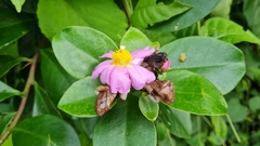 Pereskia grandifolia