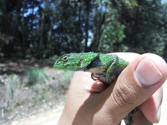 Sceloporus formosus