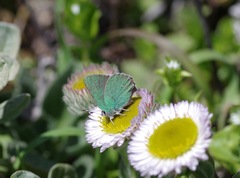Callophrys