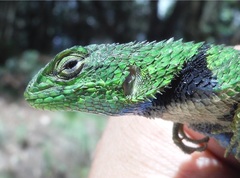 Sceloporus formosus